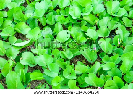 Goat's Foot Creeper benefit Anti-inflammatory Detoxification of jellyfish fire, root toothache relief, leaves relieve colic, Seeds are used as medicines.