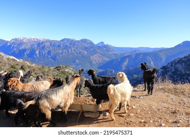 Goats in front of the taurus mountains in turkey near the city antalya - Powered by Shutterstock