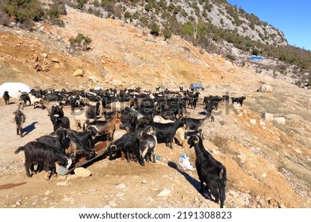 Goats in front of the taurus mountains in turkey near the city antalya