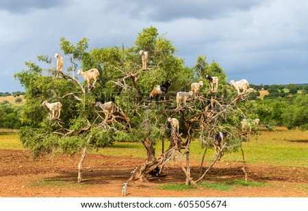 Goats graze in an argan tree - Morocco, North Africa