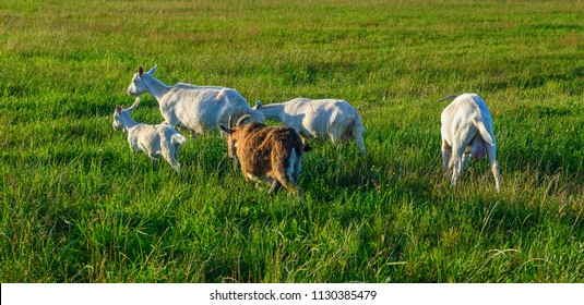 goats graze in a meadow in summer