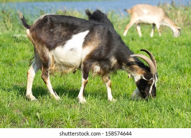 Goats grazing  - Shutterstock ID 158574644