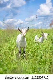 Goats Grazing On A Green Meadow