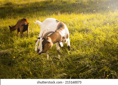 Goats grazing at sunset in a summer sunny day. - Shutterstock ID 215160073