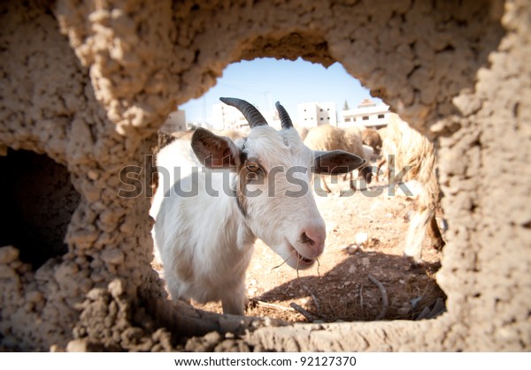 Goats Head Appears Through Hole Concrete Stock Photo (Edit Now) 92127370