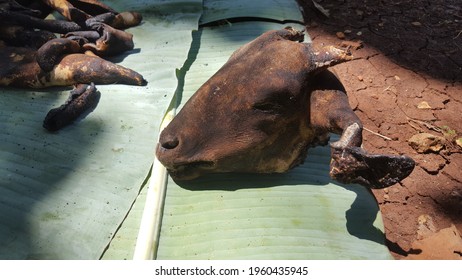 The Goat's Head Is Burnt.roasted Goat Head