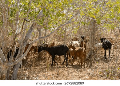 Goats Herd in Caatinga Forest, São João do Cariri, Paraíba, Brazil