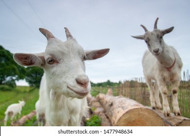 Goats jumping on the pile of logs