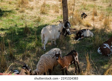 Goats Knead In A Meadow Quercy