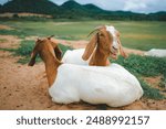 The goats live on a farm next to a dam with a beautiful mountain view.