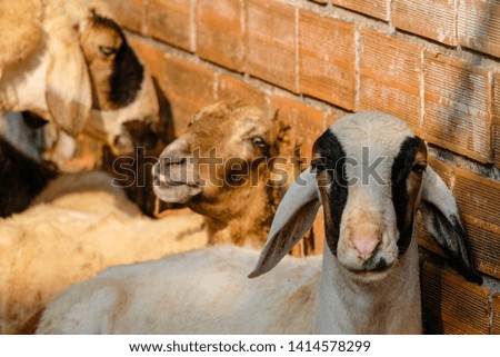 The goat's looking at something 