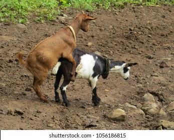 Goats Mating In The Field, Reproduction And Sex