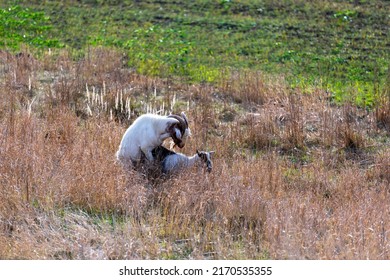 Goats Mating In The Field, Reproduction For That Species.