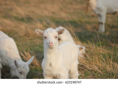 goats in a meadow pasture - Shutterstock ID 623198747