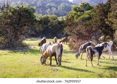 Goats On Akamas Peninsula, Cyprus