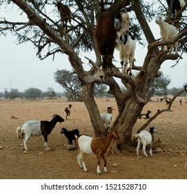 Goats On Argon Tree In Morroco