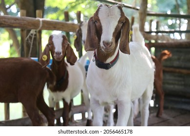 Goats on the farm, Young Goats on the farm.