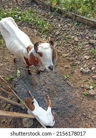 goats on the farmland for eid al adha ceremony in Indonesia - Shutterstock ID 2156178017