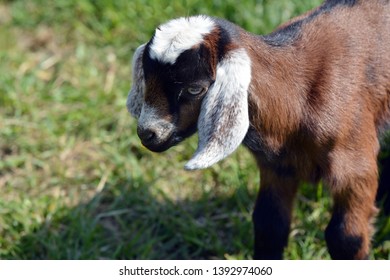 Goats on pasture in spring