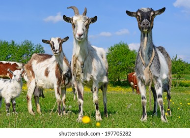 4,001 Goat udders Images, Stock Photos & Vectors | Shutterstock