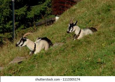 Alpine Goat Images, Stock Photos & Vectors | Shutterstock