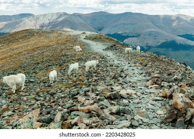 Goats on the top of a mountain (Quandary Peak, CO) - Shutterstock ID 2203428025