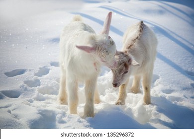 Goats On White Snow, Animals On A Farm.