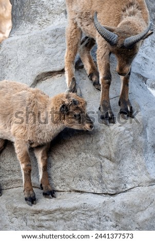 Goats play in the mountains