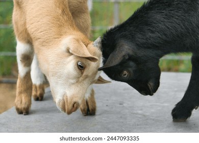 Goats playing with each other. Funny animal photo. Farm animal on the farm. Close-up animal photo