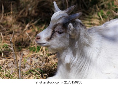 8,346 Goat nose Images, Stock Photos & Vectors | Shutterstock