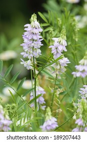 Goat's Rue, Galega Officinalis