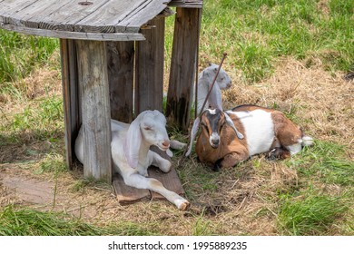 Goats Seek Shade On A Hot Day