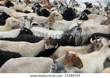 Goats, sheep