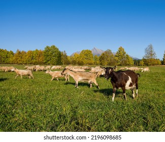 Goats and sheep graze on a meadow under the mountains and in the background forests and the iconic peak of the High Tatras Krivan. Ecology and management, autumn color landscape. Slovakia, Poland.