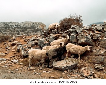 Goats and sheep in mountains of island of Crete, Greece - Shutterstock ID 1534827350