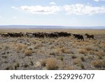 Goats standing on Mongolian steppe, with blue sky, faraway lookgs mountains.