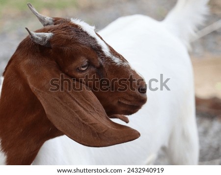 Goats are a subspecies of goat that was tamed from wild goats in southwestern Asia and eastern Europe. They belong to the genus Capra. They can be domesticated and hunted.