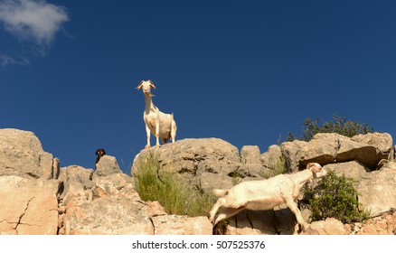 goats at the summit