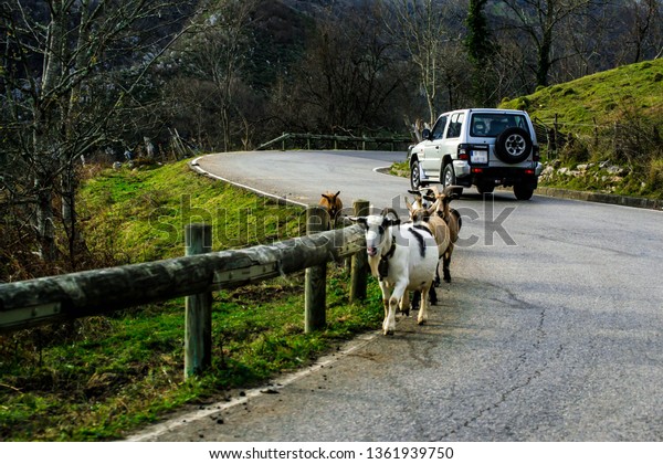 Goats takes\
a walk in the road at Asturias,\
Spain.