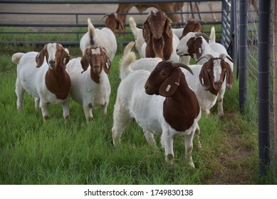Goats in Thailand The best Genetic From Africa