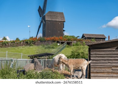 Goats with Windmill Close View. Two goats graze near a wooden barn, while a windmill rises in the background. A sunny rural scene unfolds.