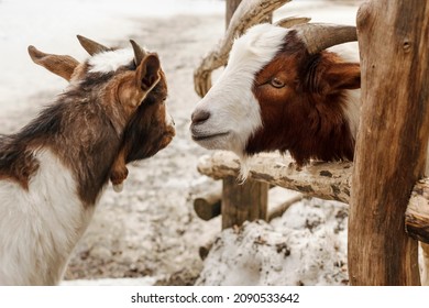 Goats In Winter Zoo Outside. Female Goat And Baby. Goat Face, Funny Goat.