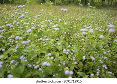 Goatweed Or Chickweed Or Whiteweed Wild Plant. This Plant Is Enemy Of Farmers Who Can Damage Rice Crops And Become Toxic To Livestock Such As Cows