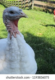 Gobble Gobble Gobble