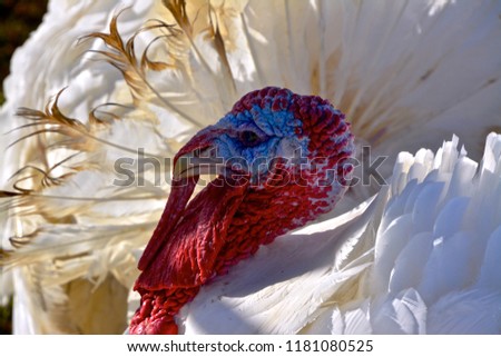 Gobble gobble gobble