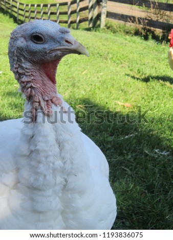 Gobble Gobble Gobble
