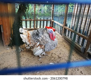  The gobbler is sitting in the aviary                              
