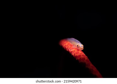 A Gobey Fish On A Whip Coral 