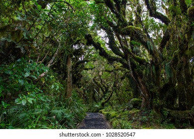 The Goblin Forest In New Zealand
