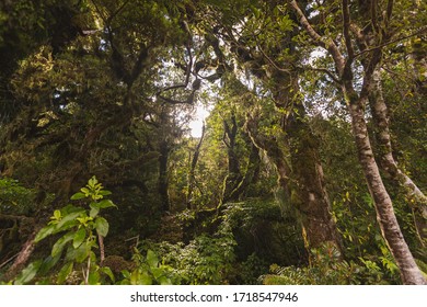 Goblin Forest, Taranaki National Park, New Zealand